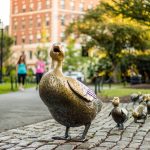 boston ducks in boston common park where families visit with their family for outdoor activities and stay with maverick suites for comfort and access