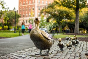 boston ducks in boston common park where families visit with their family for outdoor activities and stay with maverick suites for comfort and access