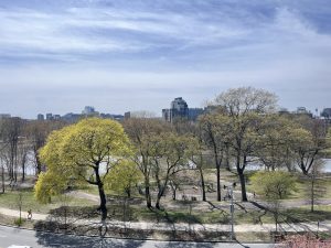 Emerald Necklace Park in the winter